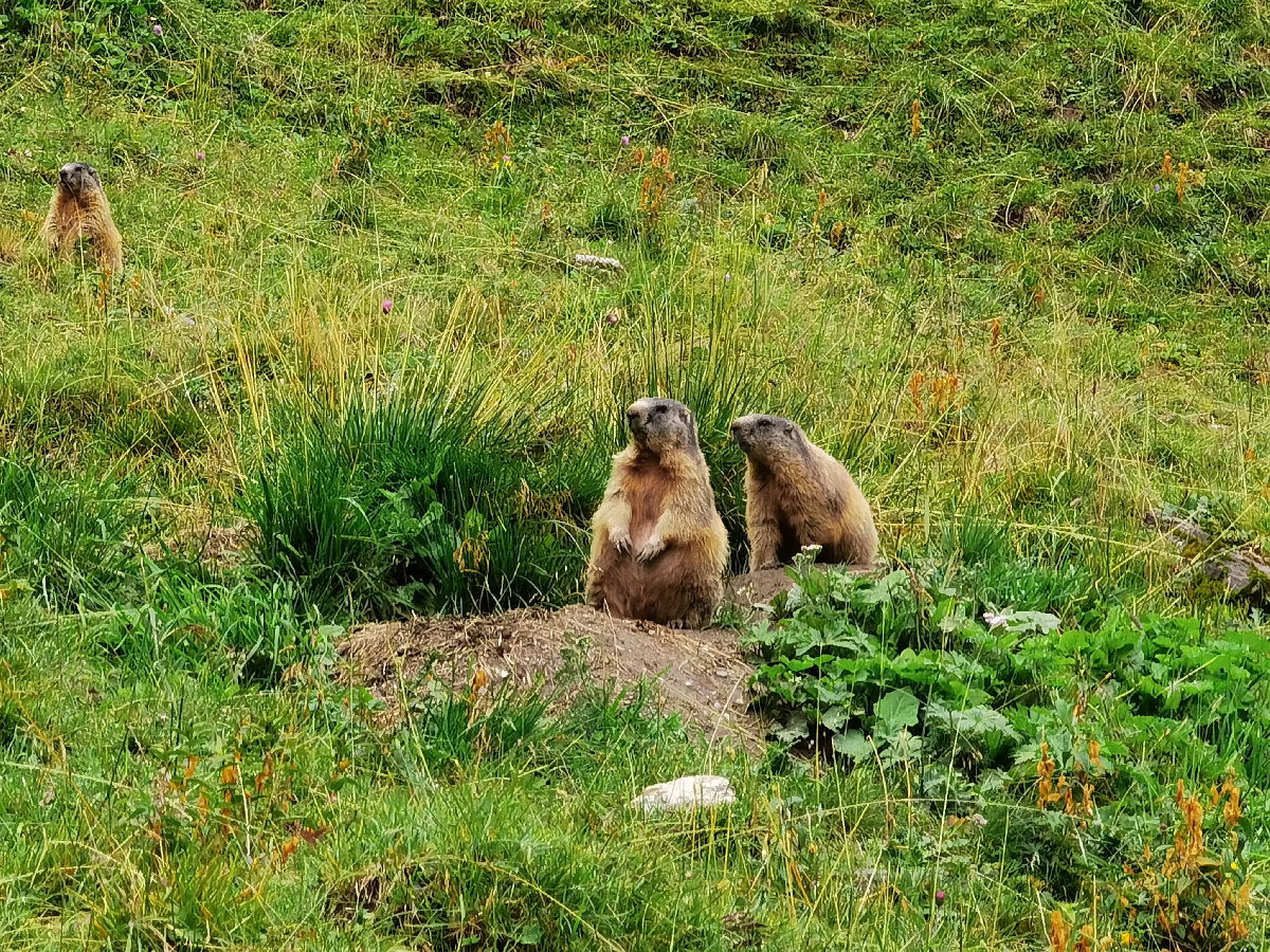 Tirol wanderung zu den Murmeltieren