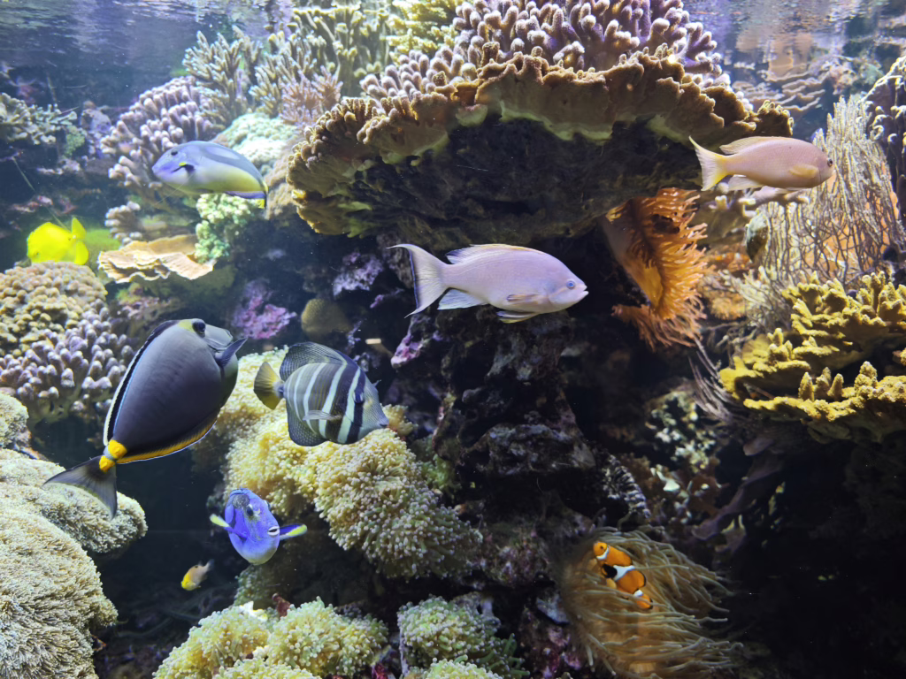 Das Salzwasseraquarium im Naturmuseum Bozen mit Kindern
