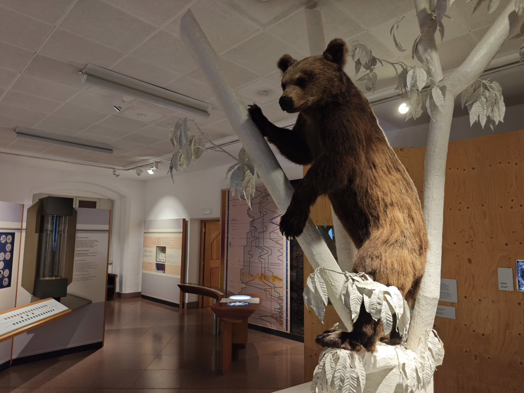 Naturmuseum Bozen mit Kindern - mit einem echten Braunbären (natürlich als Präparat)