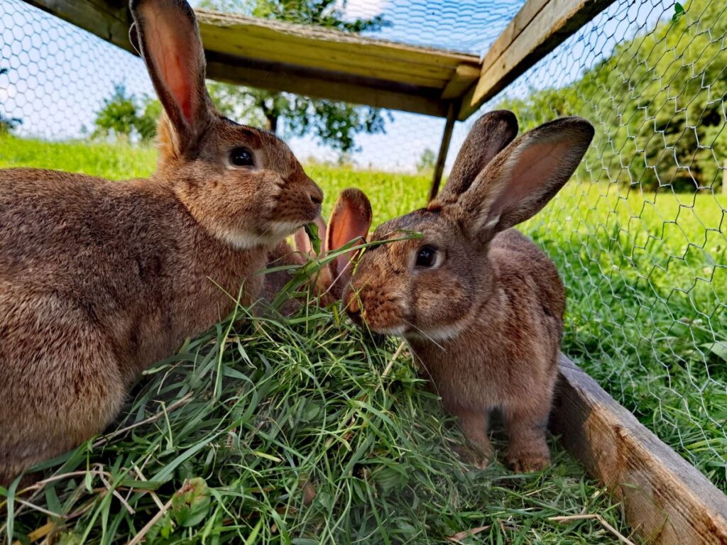 Oberlausitz Ferienwohnung auf dem Bauernhof: Jeden Morgen werden gemeinsam die Tiere  gefüttert