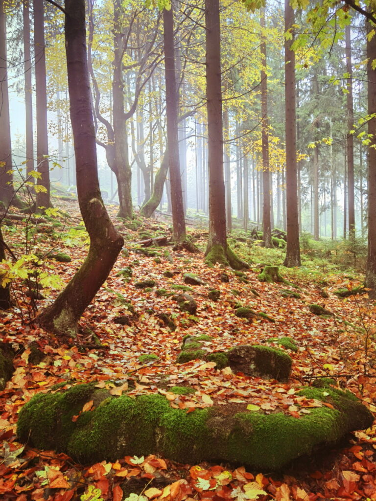 Mystischer Wald mit bunten Blättern und Nebel auf unserer Oberpfalzturm Wanderung
