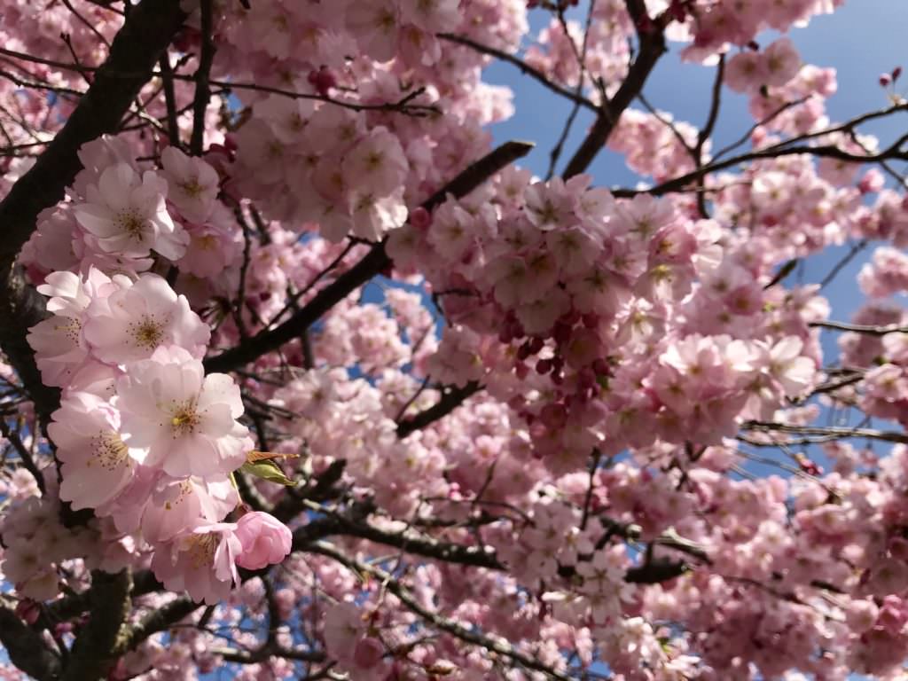 Osterurlaub mit Kindern - im Blüten - Frühling!