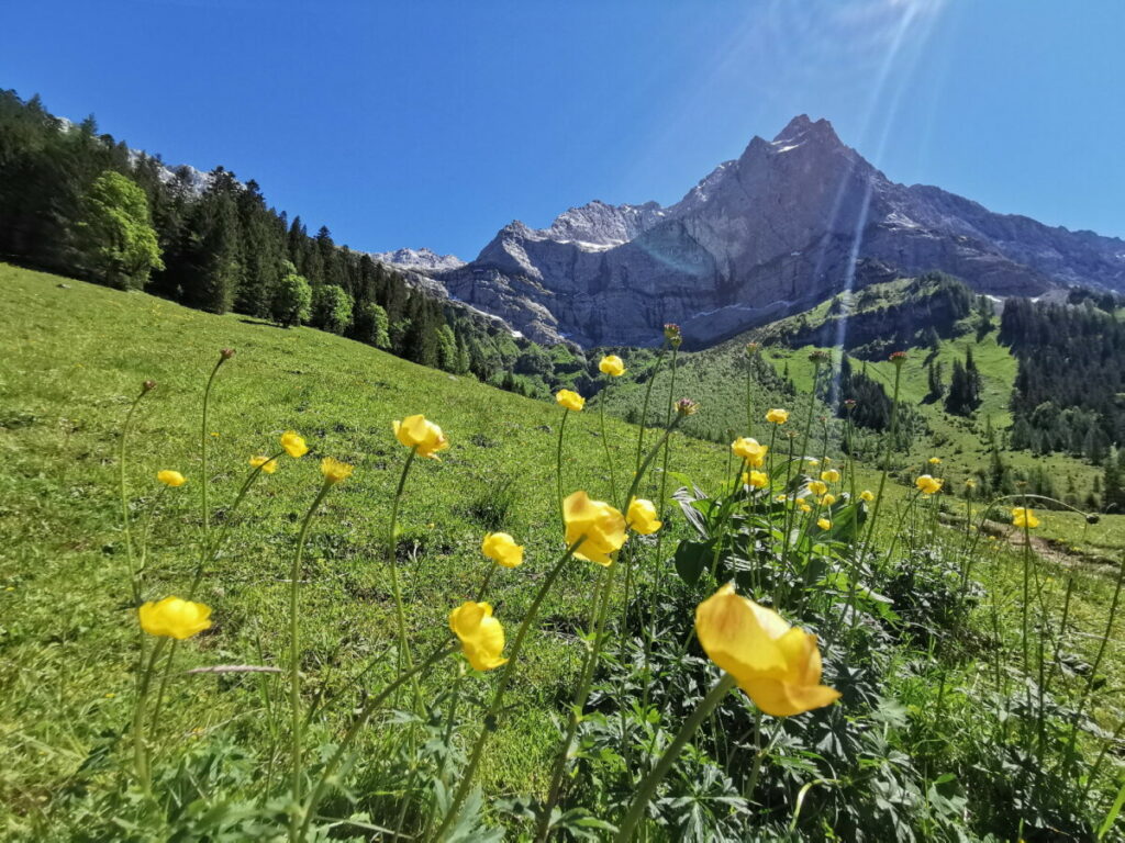 Panoramaweg Binsalm - entlang der Blumen mit viel Panorama bergwärts