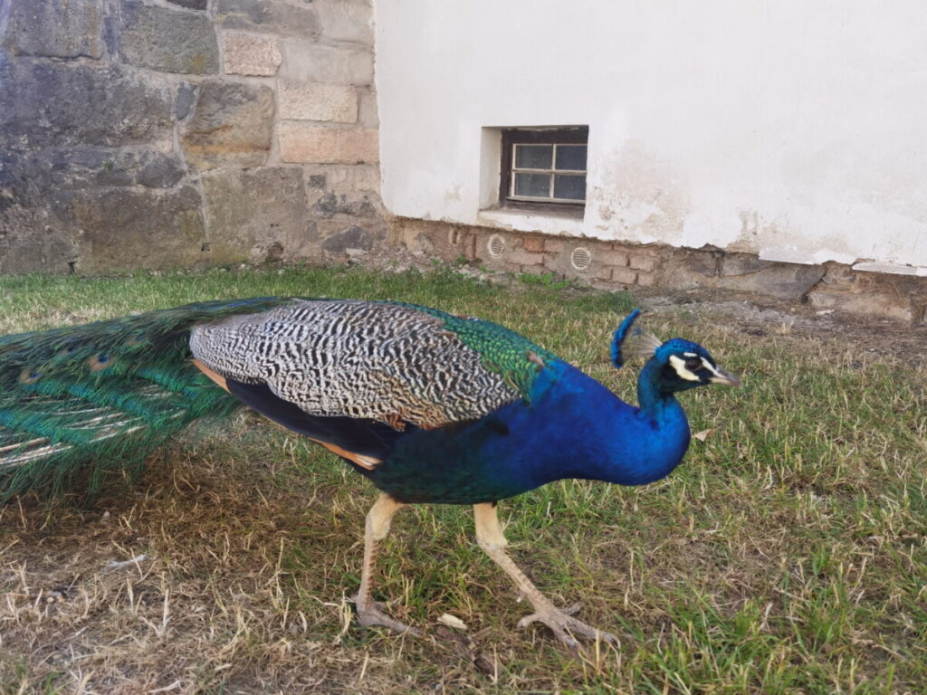 Im Schlosspark von Pardubice sind Fasane zu sehen