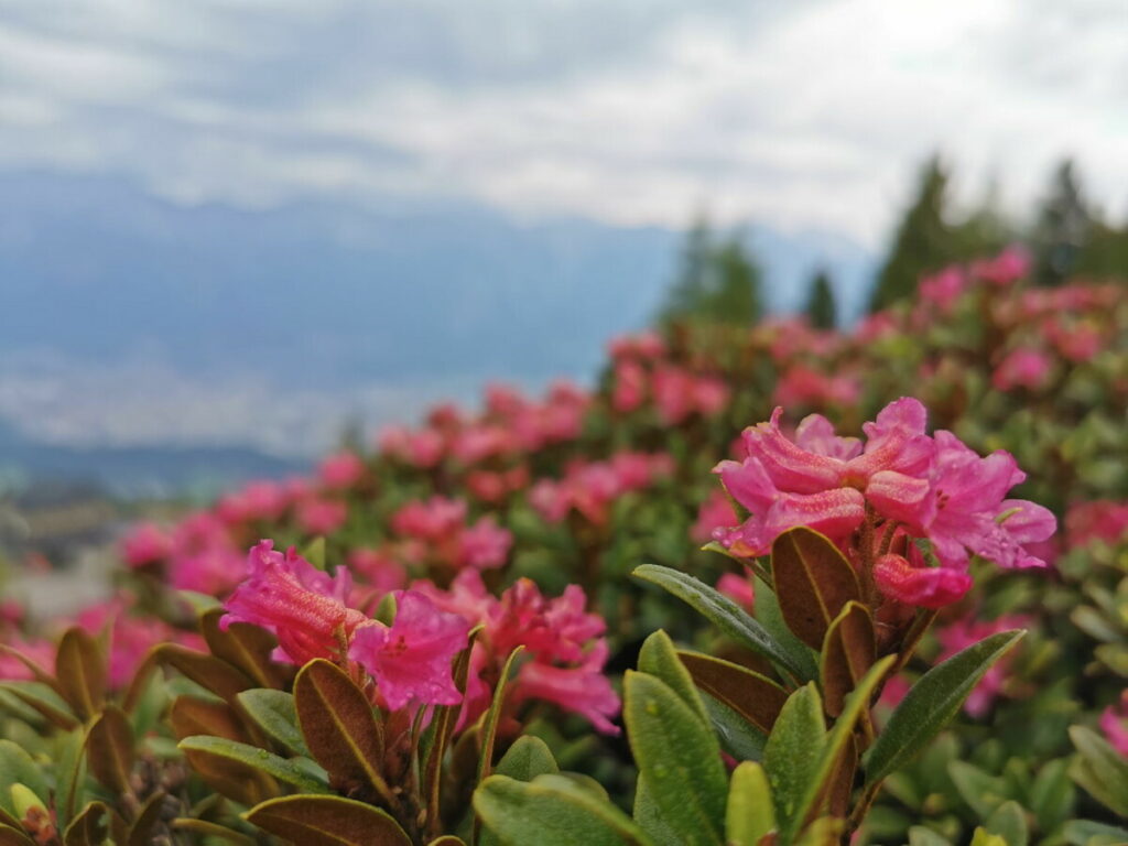 Ende Juni blüht ein Meer von Almrosen auf dem Patscherkofel