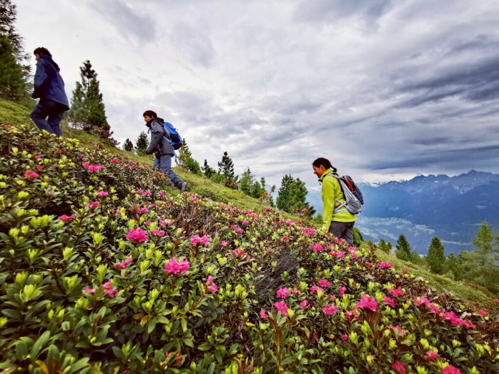 Sommerurlaub mit Kindern in Österreich: Aussichtsreich zwischen Almrosen am Patscherkofel wandern