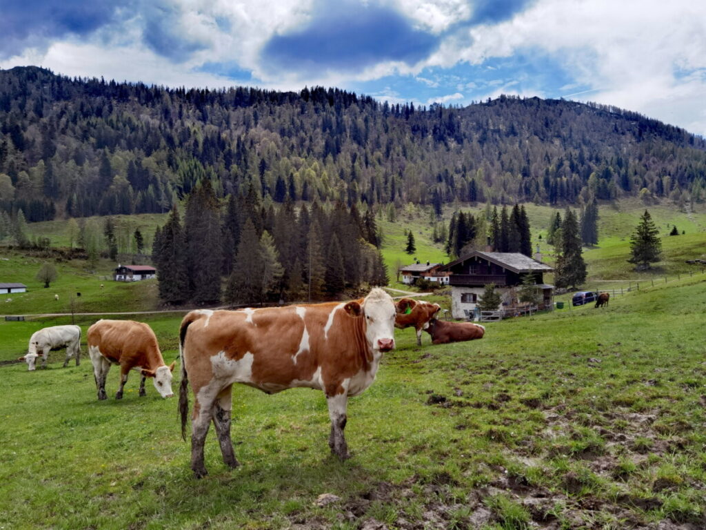 Größte Alm im ganzen Landkreis: Die Hemmersuppenalm in Reit im Winkl