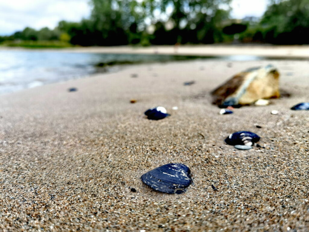 Rheinstrand Copacabana