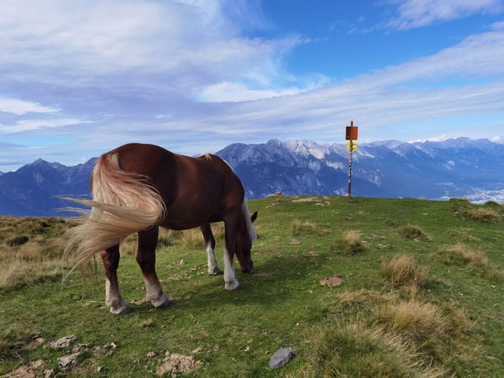 Die Pferde grasen auf den Wiesen rund um den Salfeiner See - mit einem Traumblick auf die Berge