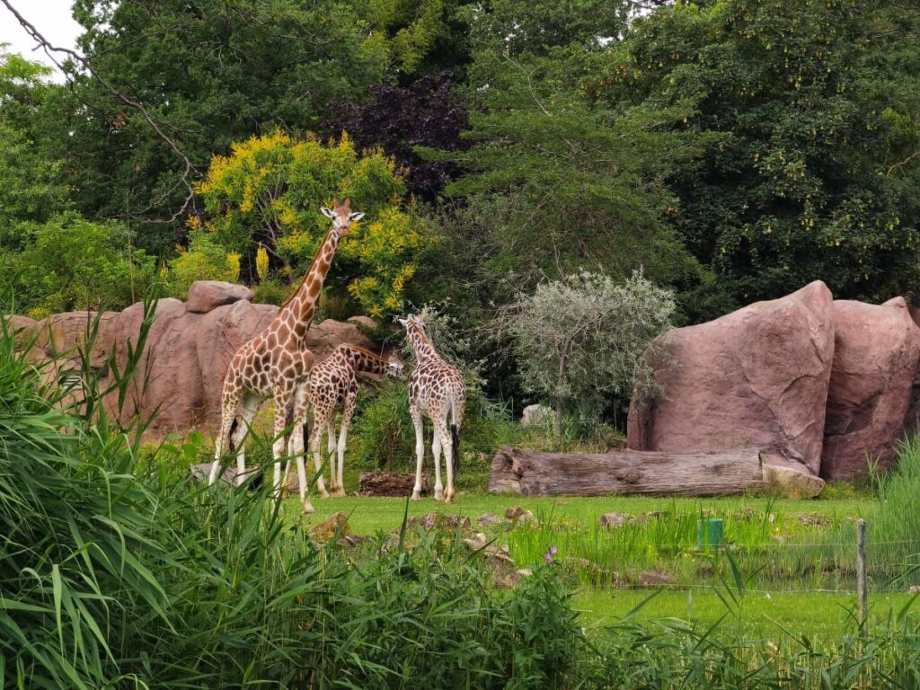 Gratis in Leipzig mit Kindern - der Blick in den Zoo zu den Giraffen