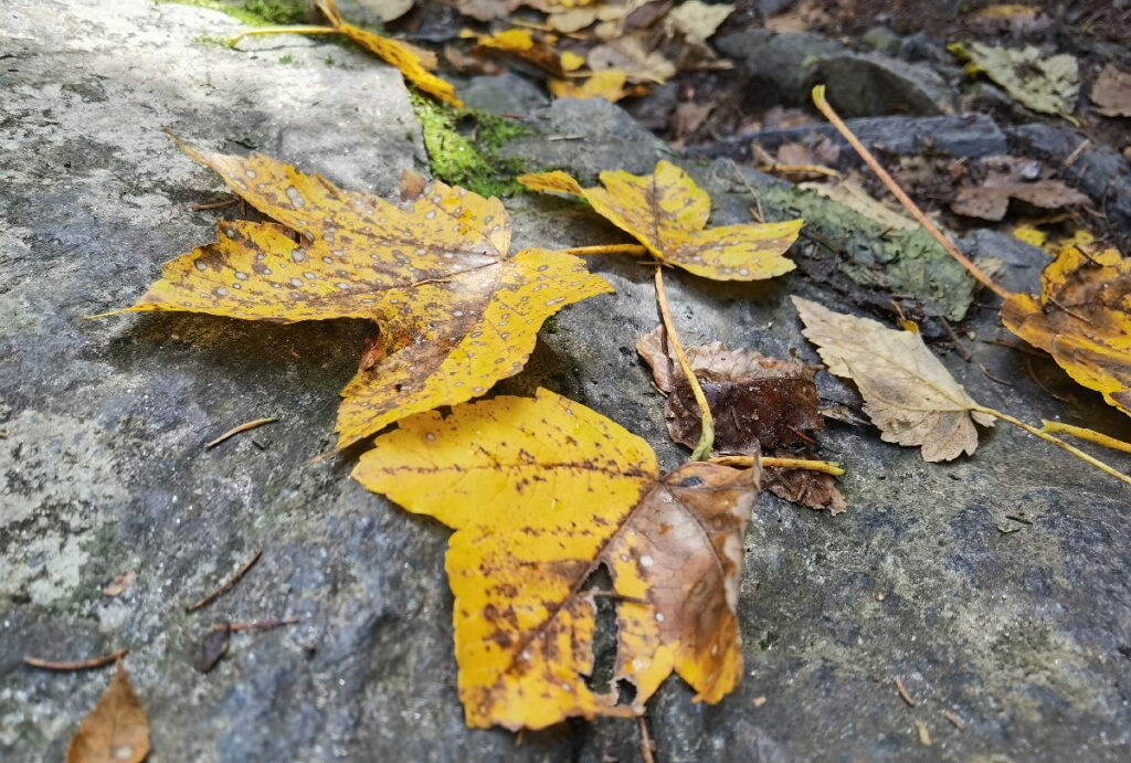 Viel herbstliche Stimmung auf dem Schluchtweg Millstatt