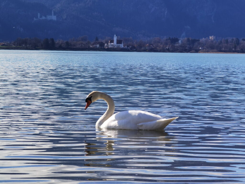 Seen in Bayern, die sich lohnen: Der Forggensee