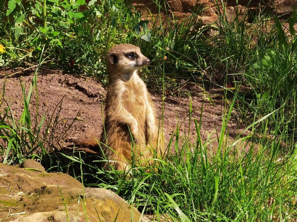 Die süßen Erdmännchen im Zoo Leipzig