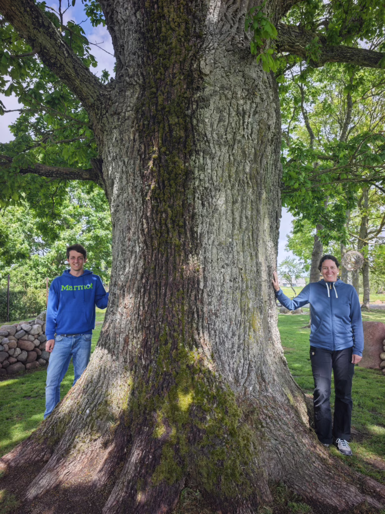 Baum des Jahres 2026 in Rukai