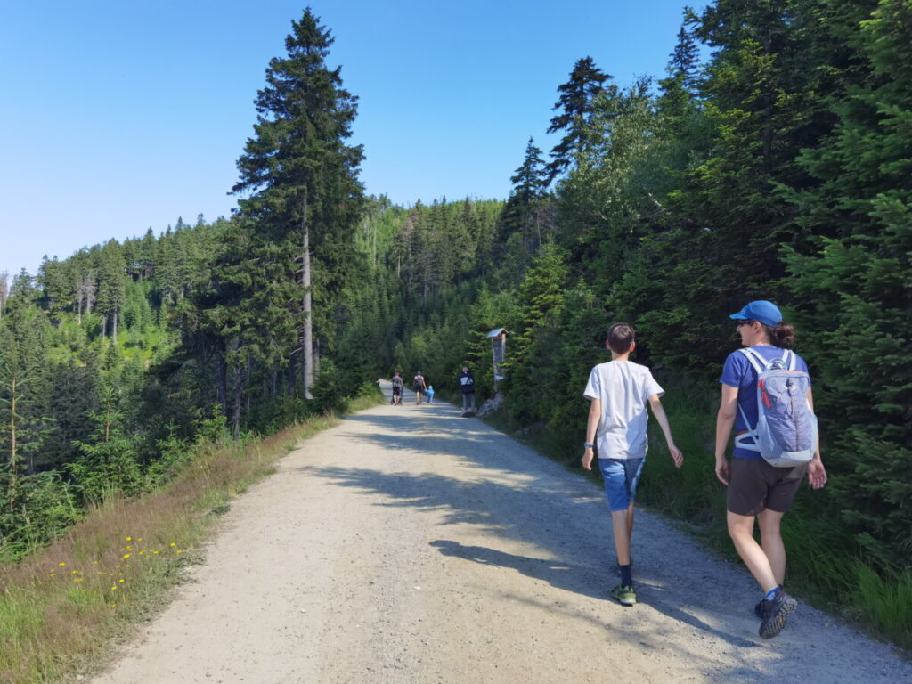 Der Skybridge Rückweg auf der Forststraße durch den Wald