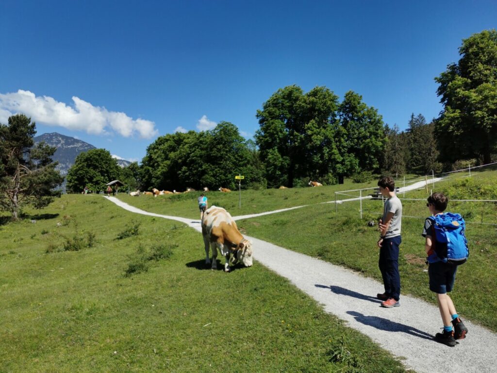 Die Tannenhütte Wanderung - mit Kühen am Weg