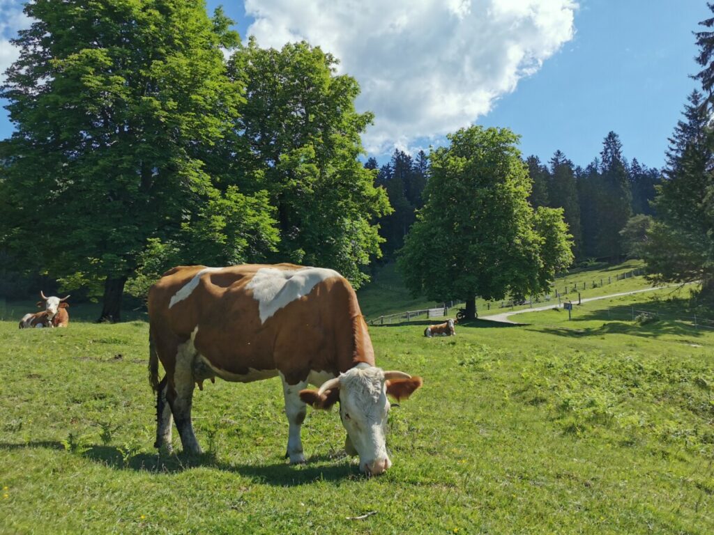 Ein Erlebnis auf deiner Wanderung: Direkt neben den Kühen wandern