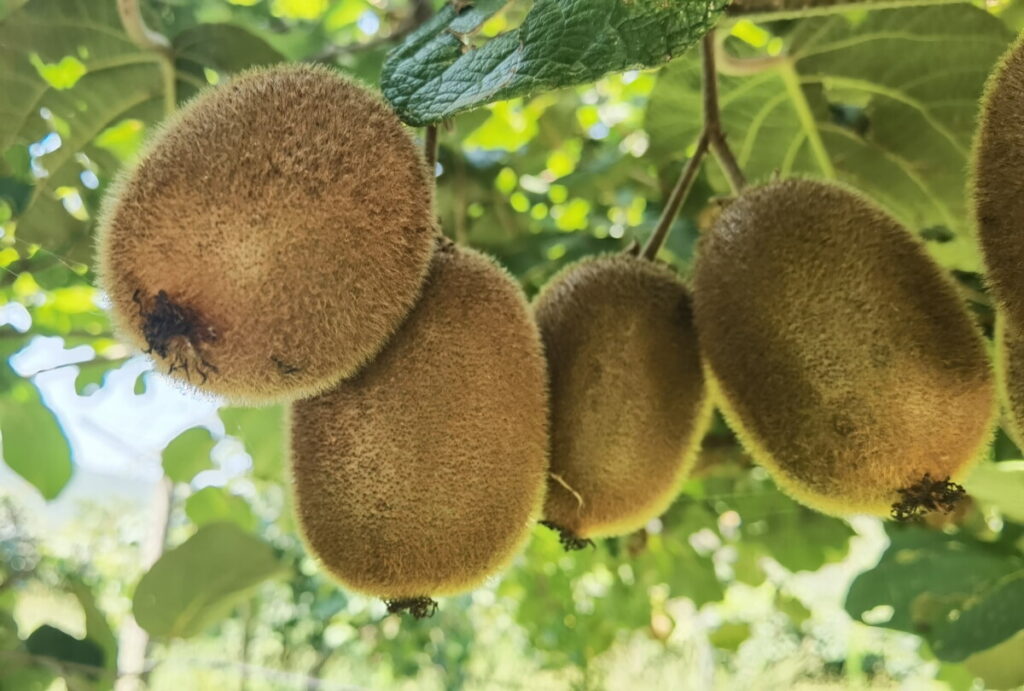 Auf dem Bauernhof in der Toskana mit Kindern - hier wachsen auch Kiwis