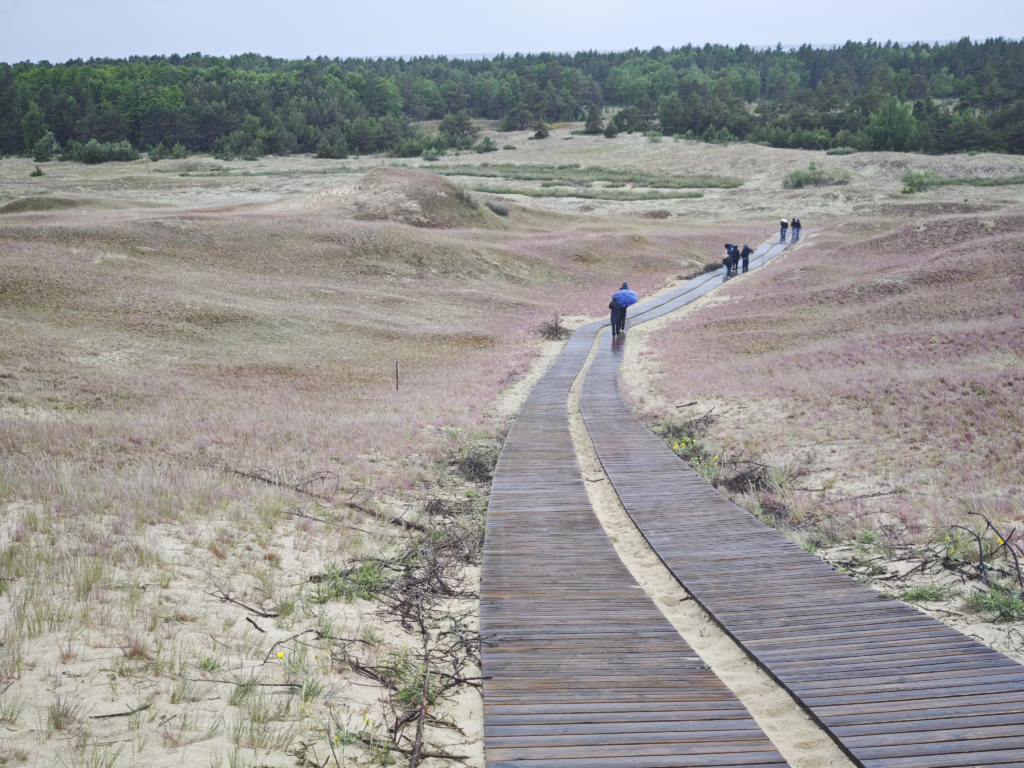 Auf diesem Holzbohlenweg geht durch die Tote Düne