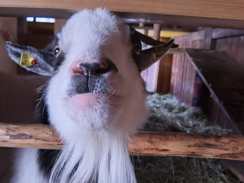 Urlaub auf dem Bauernhof - zu Besuch bei Andi auf dem Replerhof