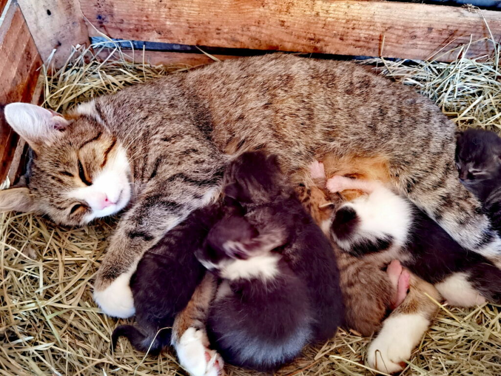 Urlaub auf dem Bauernhof Südtirol: Hier werden die jungen Katzen gestillt