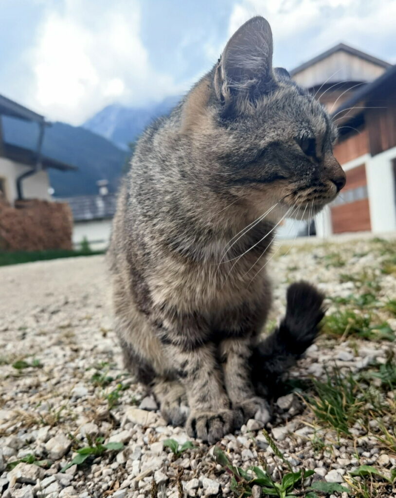 Bauernhofurlaub Südtirol mit Tieren