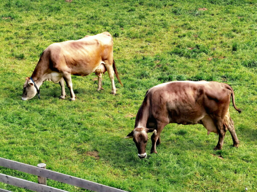 Unser Blick aus dem Fenster im Bauernhofurlaub Südtirol - auf dem Waidacherhof leben auch Milchkühe