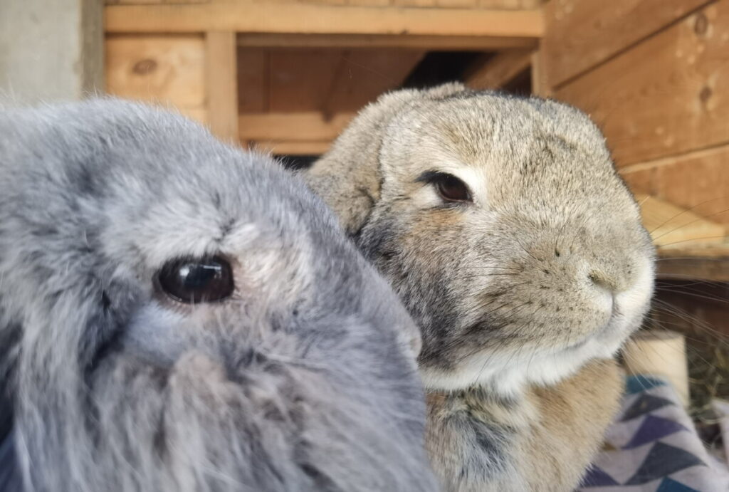 Urlaub auf dem Bauernhof und die Hasen besuchen