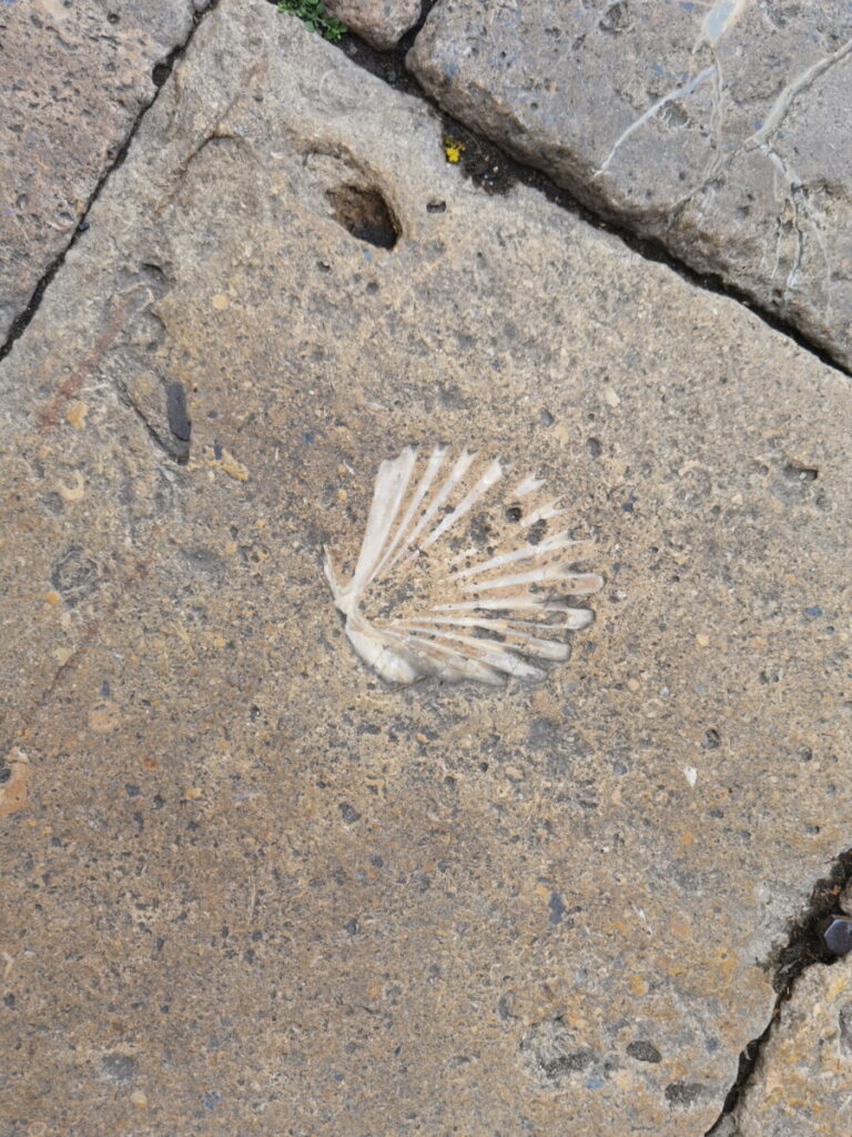 Überall in Volterra kannst du die Relikte von Muscheln auf den Steinen der Fußgängerzone sehen