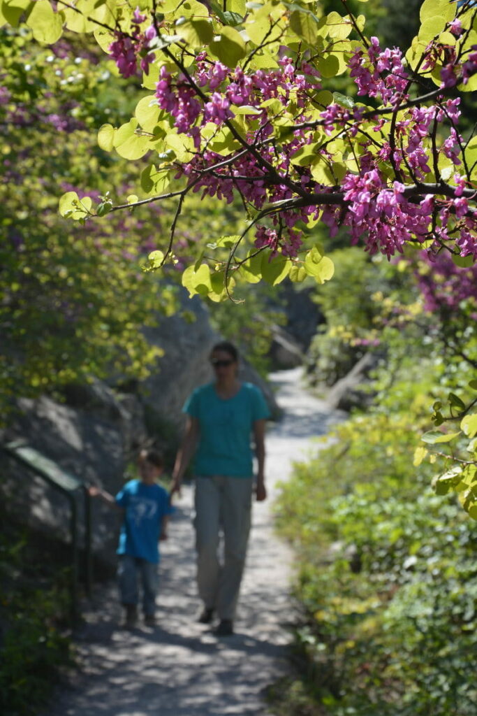 Wandern mit Kindern am Gardasee - im Frühling mit voller Blütenpracht