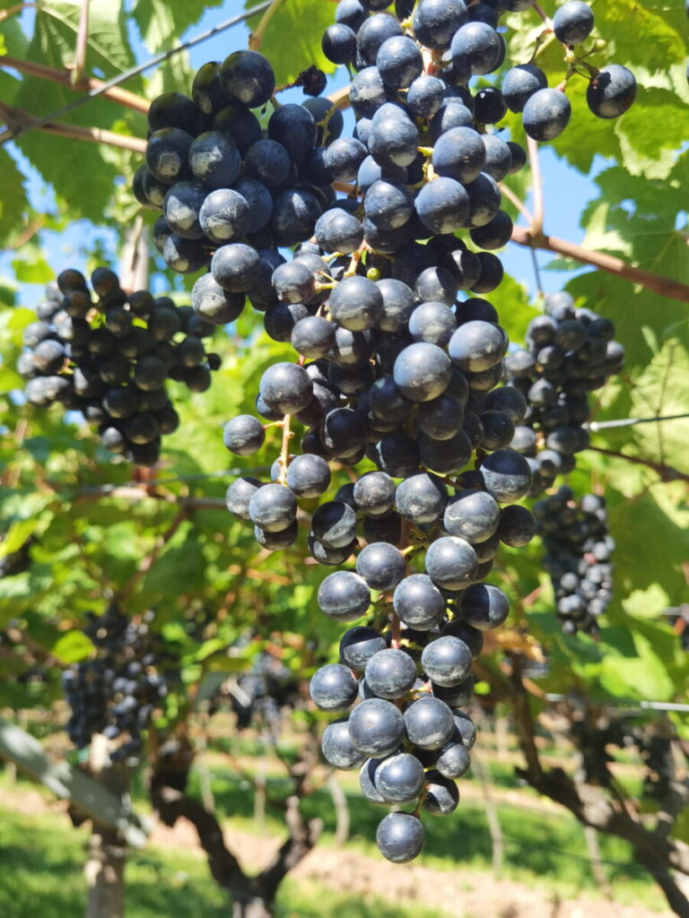 Unsere Gardasee Familienurlaub Wanderung führt entlang der Weinreben zurück