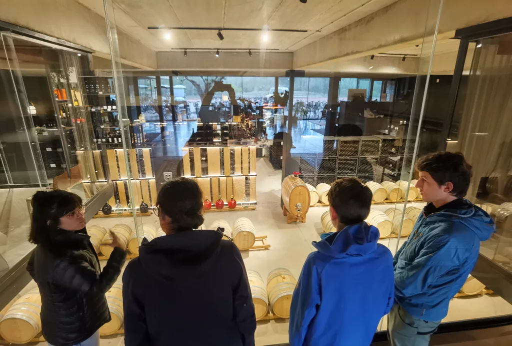 Im Weingut Oller del Mas kannst du bei der Führung durch die großen Fenster in den Weinkeller schauen