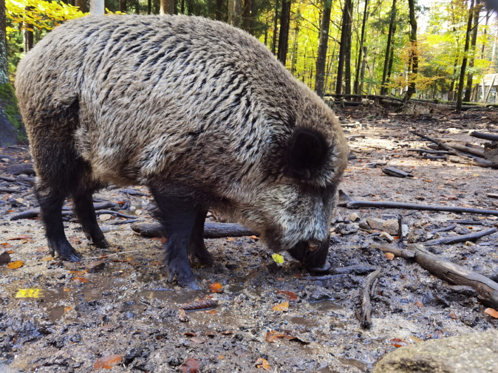 Wildpark Mehlmeisel