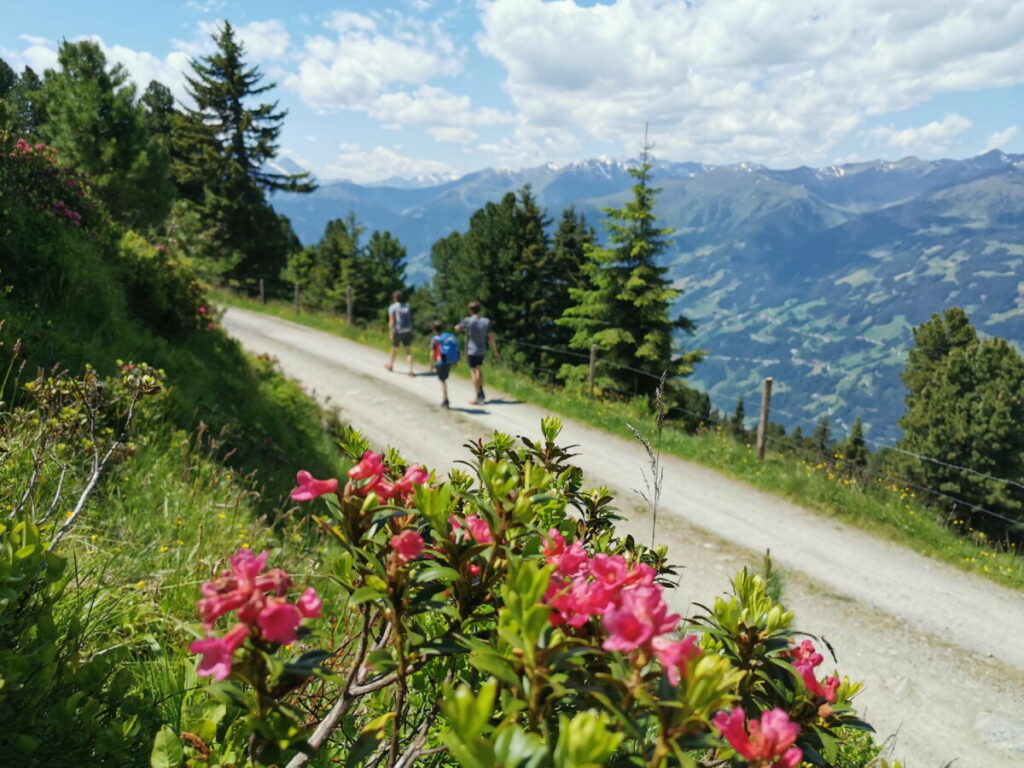 Zillertal Arena wandern mit Kindern