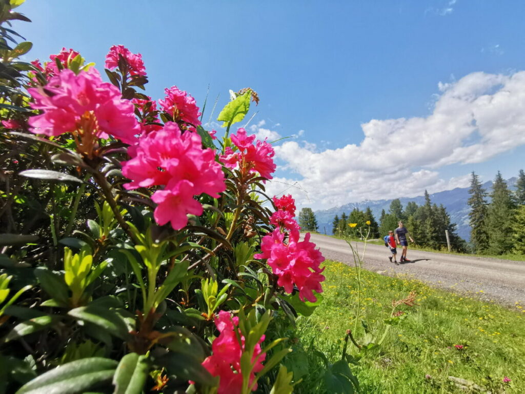 Im Zillertal wandern - besonders schön zur Blüte der Almrosen