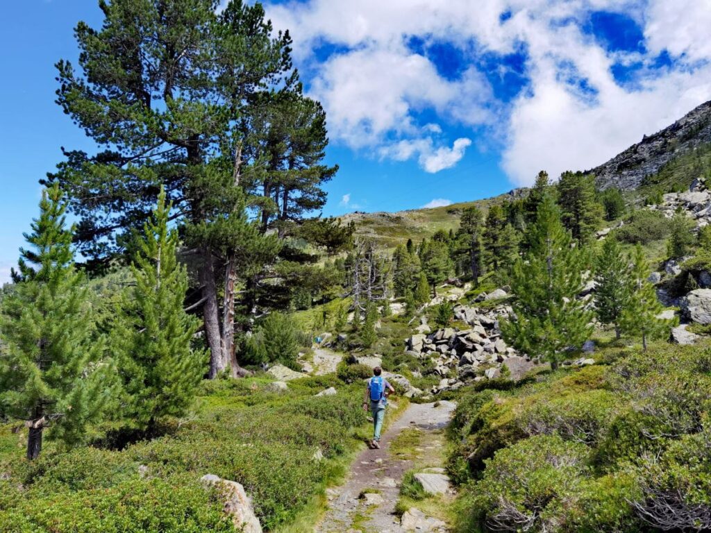 Zirbenweg Innsbruck - gigantische Wanderung durch den Zirbenwald