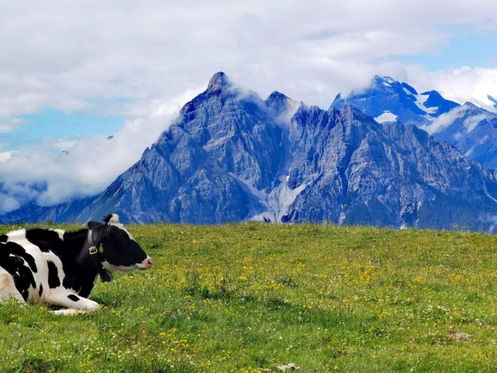 Zirbenweg Idylle - die Kühe genießen den Bergommer mit Blick zur Serles