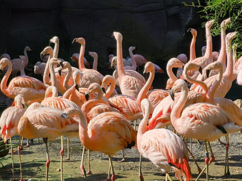 Die Flamingos empfangen uns im Zoo Leipzig