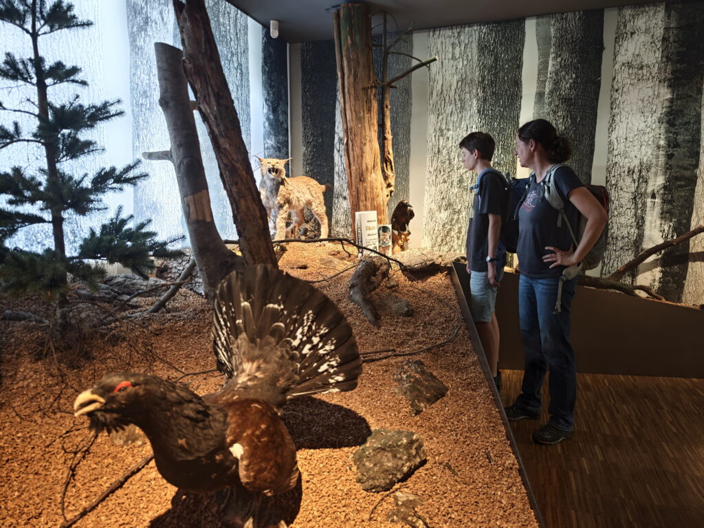 Sehenswürdigkeiten Zwiesel mit Kindern - das Waldmuseum